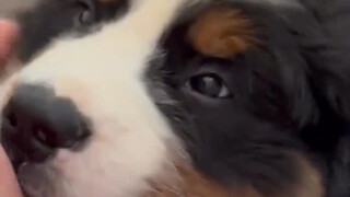 Bernese Mountain Dog: A sweetie in the canine world who loves to flaunt its big paws.