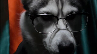 Come and meet the ultimate Siberian Husky!