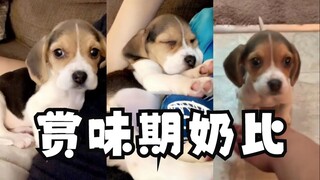 2个月→4个月→2岁的比格犬