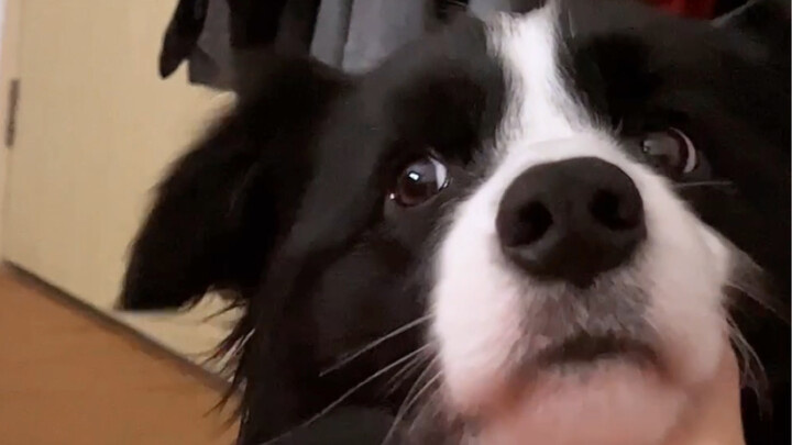 Go through the dog-touching program every day