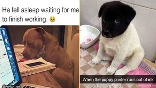 Adorable Dog Moments With Best Annotations To Brighten Your Day