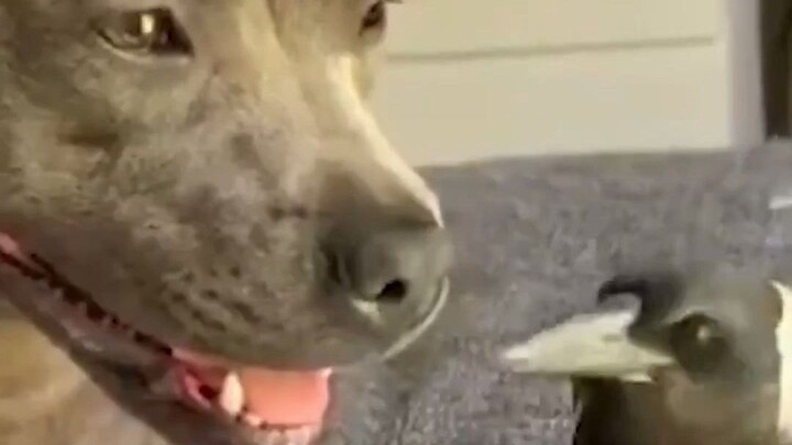 The owner rescued a bird and brought it home; the dog has naturally taken on the role of mother—and 