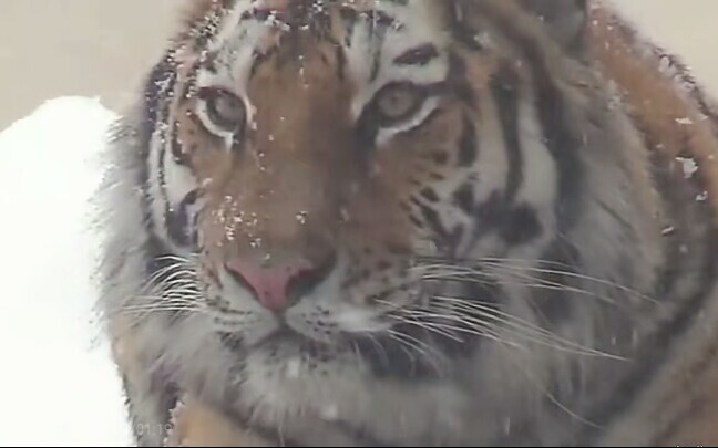 This must be the most handsome tiger.