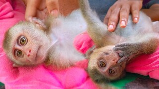 Relax Time!! Tiny Toto & Yaya happily enjoys massage while relaxing in the noon