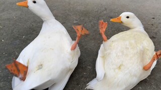 Call Duck Unable to Get up Because of Its Weight