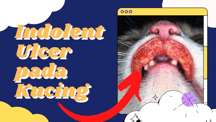 Indolent Ulcer pada Kucing, Bengkak di Area Mulut Kucing