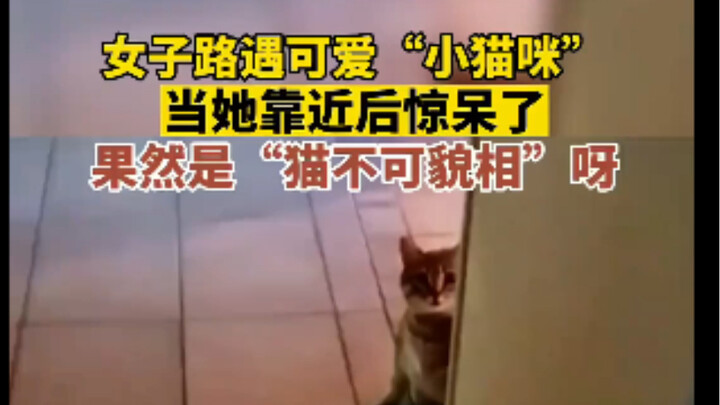 A woman stumbled upon a cute “little kitten” on the street. But once she got closer, she was stunned