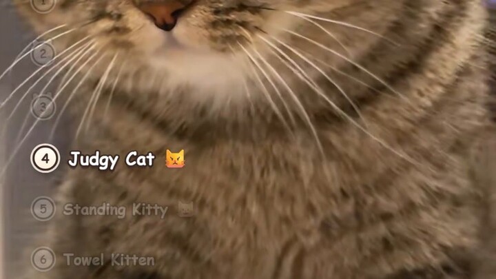 Animals Being TOO CUTE Core: Kitten, Judgy Cat & More