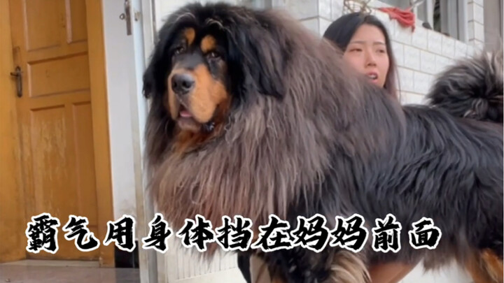 حان وقت ظهور حراس الفتاة!