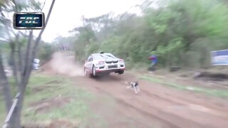 Mitsubishi Lancer Evolution jumps over dog