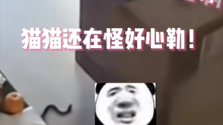 懂得感恩的喵喵还回礼了
