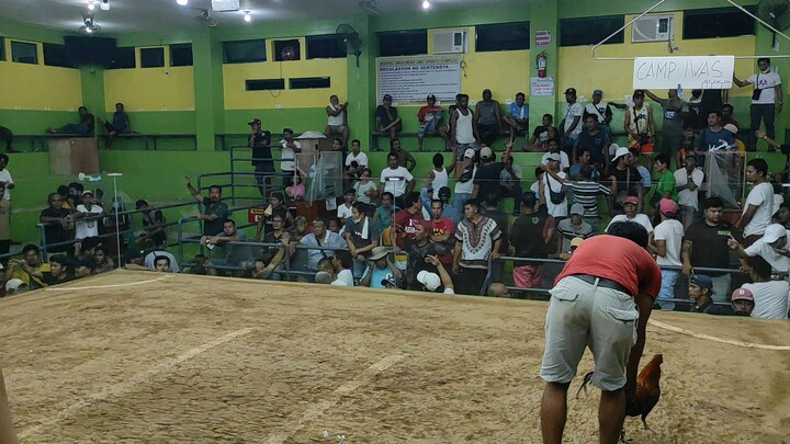 2nd Fight March 10 3Cock - Bulik