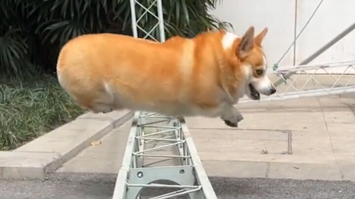 The Inspirational Current Situation of Modern Corgis
