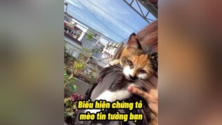 Mèo nhà mọi người được bao nhiêu cái nè 😘 lovecats cats mèo yêumeo