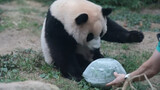 Hewan|Panda Fubao Bermain Hoki Es