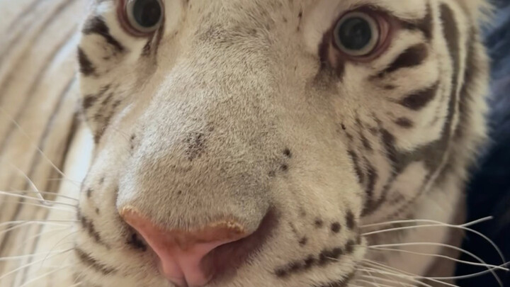 🦓: What can you do to me 🥱