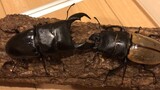 Binatang|Perkelahian Dua Ekor Kumbang