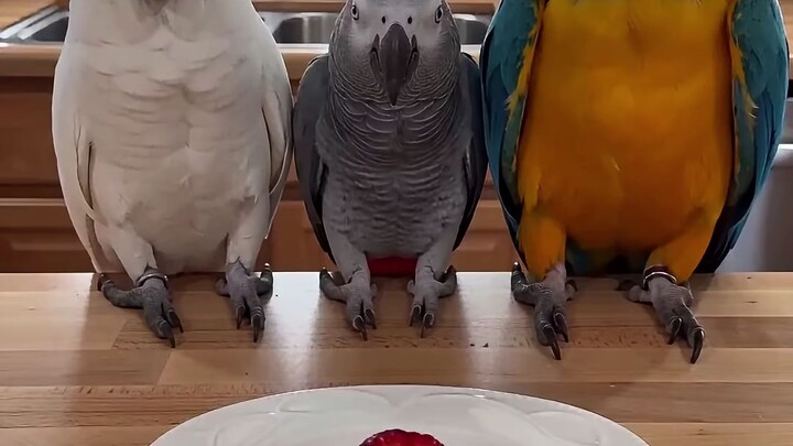 The Green Amazon Knew Exactly When to Disappear 😂#FunnyParrots #ParrotComedy #TrainedParrots #funny