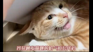 The underlying code of cats...