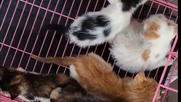 หวังว่าพวกเขาจะเติบโตขึ้นมาอย่างแข็งแรงสมบูรณ์