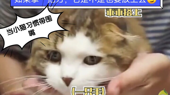 Ketika anak kucing sudah terbiasa memakai celemek, apapun yang diberikan di depannya, ia akan secara