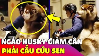 Thanh niên 'NGÁO HUSKY' tập thể dục để 'GIẢM CÂN' và cái kết phải cầu cứu Sen 😅 Gâu Đần