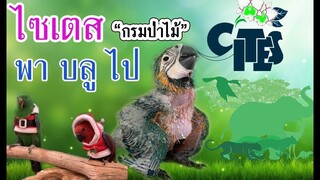 รีวิวนกแก้ว : มาทำความรู้จัก CITES (ไซเตส) พาน้องบลูไปกรมป่าไม้ EP.31