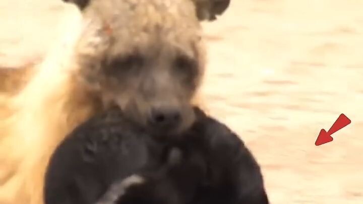 Why do Hyenas Carry Away Baby Seals