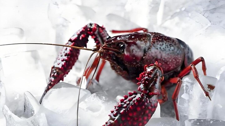To save her baby, the lobster mother refused to be thrown into boiling oil, desperately kowtowing to