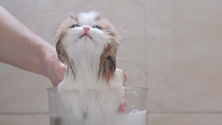 The kitten is insoluble in water.
