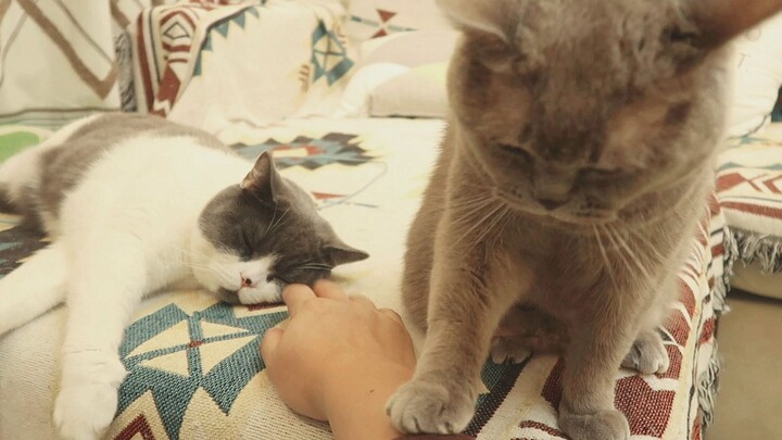 【Persimmon Mushroom】The owner reaches out to pet the tomcat, but the she-cat slaps their hand down a