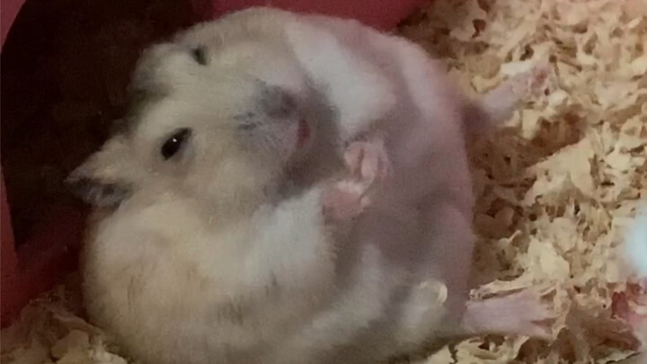 A Hamster’s Daily Life of Gaining Weight from Eating