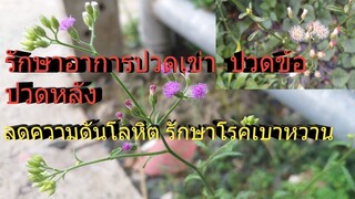 สมุนไพรหญ้าดอกขาวรักษาโรคเบาหวาน ปวดเข่า ปวดข้อปวดหลัง/โดยฮอยไทยอีสาน