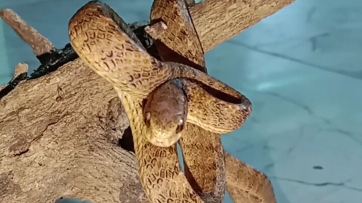 Ular siput ( Pareas carinatus )
