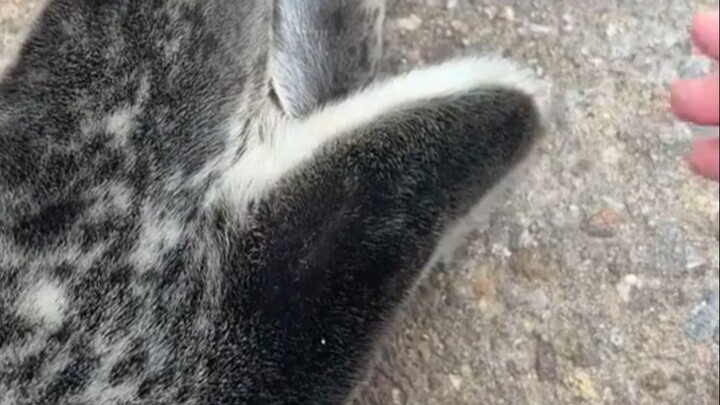 ماذا سيحدث إذا لمست ذيل الفقمة؟