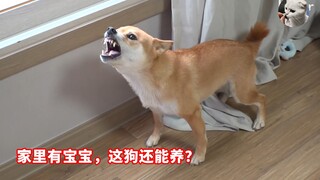 柴犬认不清家庭地位，主人都想弃养了，网友建议往死里打？