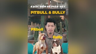 4 đặc điểm để phân biệt Pitbull và Bully