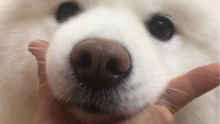 My dog can't act cute anymore!