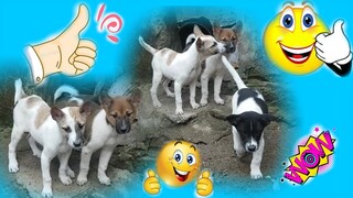 Vui Đùa Với Cún Con ,Những Chú Chó Cực Kỳ Dễ Thương