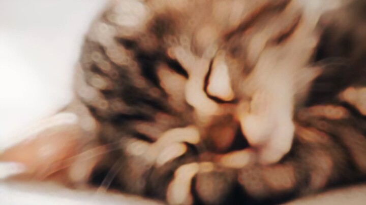 *Cute Cat* :)