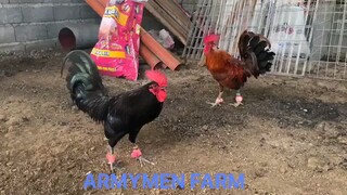 The first spar in the Philippines  imported sid Taylor vs. red quill