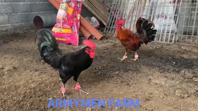 The first spar in the Philippines  imported sid Taylor vs. red quill