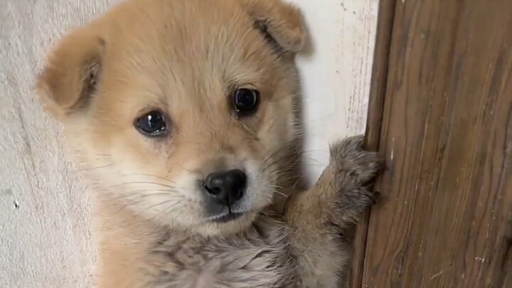 كلب القرية الصغير الذي يحب فتح الأبواب في منتصف الليل تلقى التأديب وبدا مذهولاً تماماً