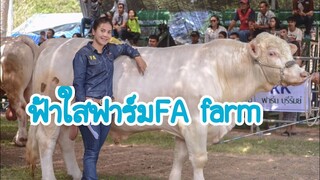 #ฟ้าใส ฟาร์ม |ฟาร์มวัวชาโลเล่ส์ ระดับแชมป์หลายสนาม