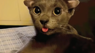 زوجان طيبان يأويان قطة ذات أربع آذان