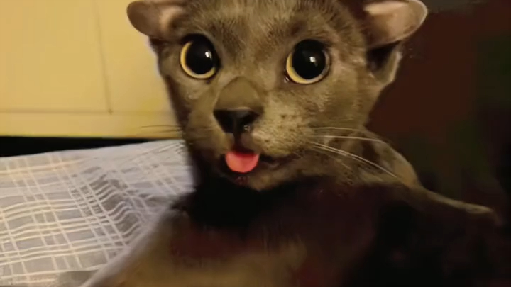 คู่รักใจดีรับเลี้ยงแมวสี่หูตัวหนึ่ง