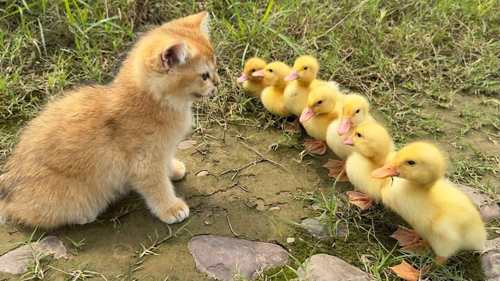 The kitten has successfully trained a well-trained team of ducklings