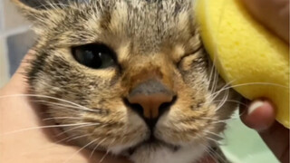 Phim tuyên truyền giáo dục Mèo Đức (Phiên bản Lí Hoa tắm rửa) Đừng tin đồn, đừng lan truyền tin đồn!