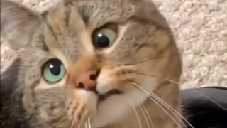 Be a cat, be a cat that cannot be defined!!!