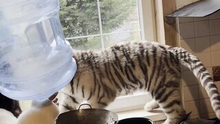 الكاراميل الصغير واجه منافسًا قويًا.